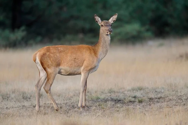 Red Deer Cervus Elaphus Deer Rut Hoge Veluwe National Park — Zdjęcie stockowe