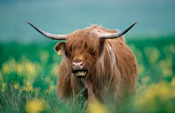 Skotlannin Ylämaan Karja Lähikuva — kuvapankkivalokuva