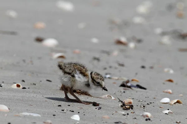 Pinged Plover Ringed Plover Pilici Sahilde Yiyecek Arıyor Doğu Frizya — Stok fotoğraf