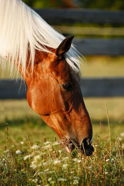 Wiekopolska Gelding Skewbald Horse Grazing Portrait — Stock Fotó