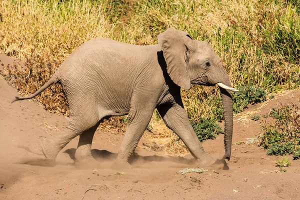 African Elephant Dry Riverbed Mashatu Game Reserve Tuli Block Botswana — Fotografia de Stock