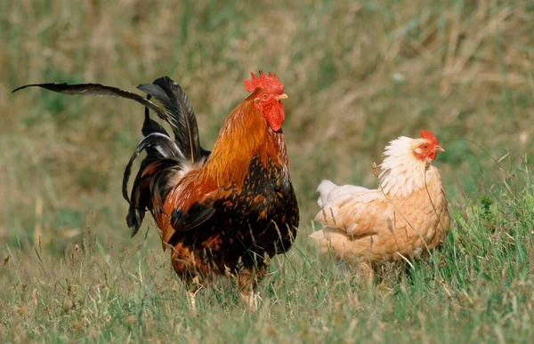 Free Range Domestic Fowl Pair Island Texel Netherlands — Stockfoto
