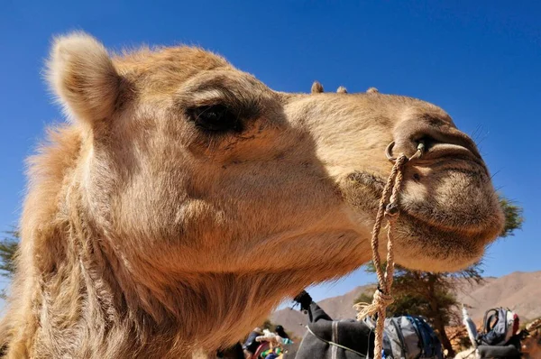 Dromedary Arabian Camel Portrait Adrar Tekemberet Immidir Algeria Sahara North — Stockfoto