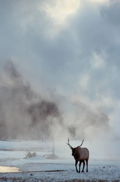 Elk Biscuit Basin Yellowstone National Park Wyoming Usa Cervus Canadensis — Stock fotografie