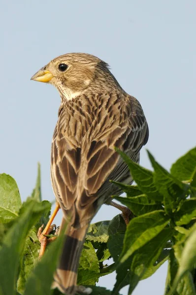 Corn Bunting Miliaria Calandra — стоковое фото