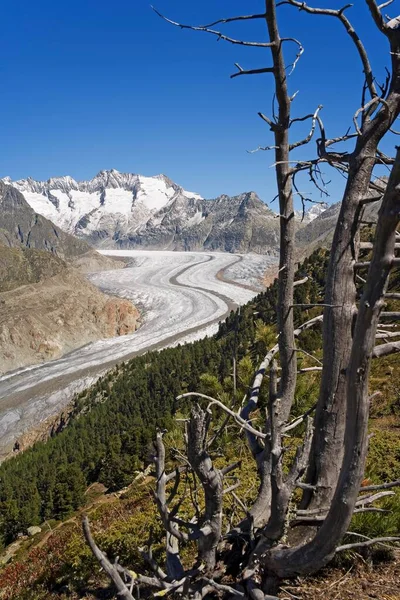 Aletsch Glacier Aletsch Forest Valais Switzerland Europe — Zdjęcie stockowe