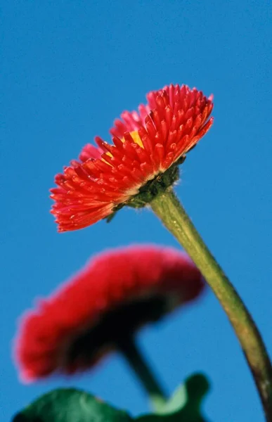 Flores Margaridas Vista Perto Conceito Verão — Fotografia de Stock