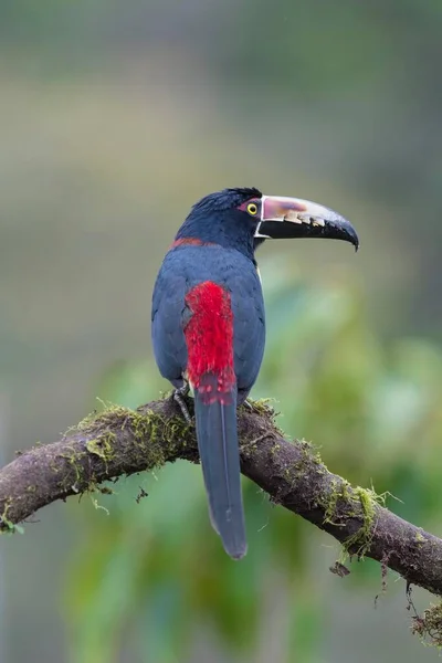 Collared Aracari Κάθεται Στο Υποκατάστημα Κόστα Ρίκα Κεντρική Αμερική — Φωτογραφία Αρχείου