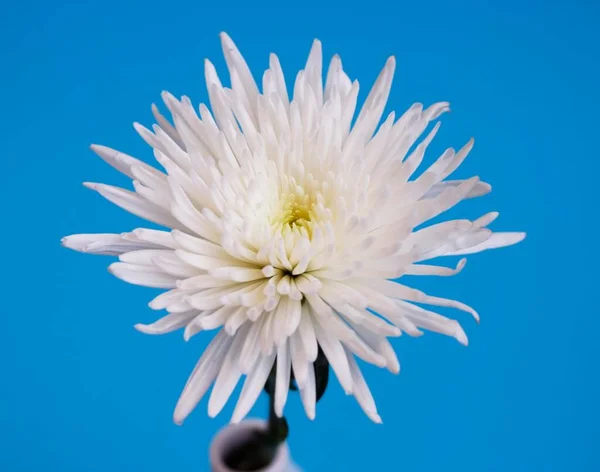 Chrysanth Chrysantheme Fleur Vue Rapprochée — Photo