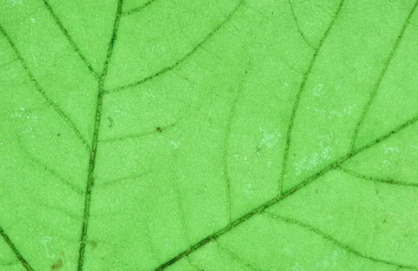 Norway Maple Leaf Detail Germany Acer Platanoides — 图库照片