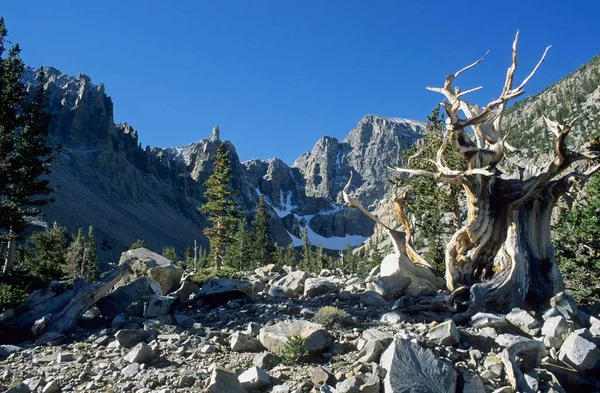 Bristlecone Pine Glacier Valley Great Basin National Park Nevada Usa — Stockfoto