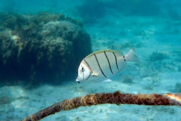 Manani Acanthurus Triostegus Close View — 图库照片