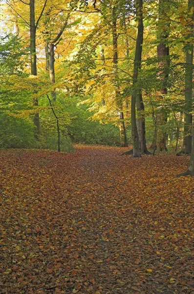 Jesienny Kolorowy Listowie Bukowy Las Niemcy Europa — Zdjęcie stockowe