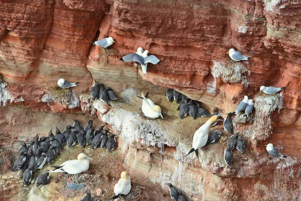 Many Nesting Sites Lummen Cliff Northern Gannets Morus Bassanus Common — Stock Photo, Image