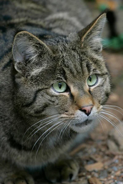 Gato Selvagem Europeu Felis Silvestris — Fotografia de Stock