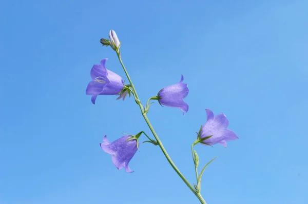 Flores Púrpuras Sobre Fondo Azul —  Fotos de Stock