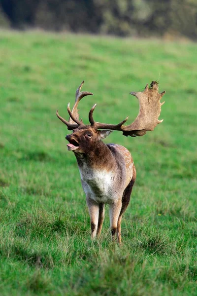 Fallow Deer Dama Dama Shoveler Rut Rutting Season — Φωτογραφία Αρχείου