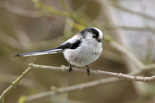 Staartmees Aegithalos Caudatus — Stockfoto