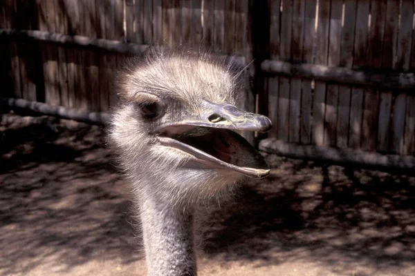 Head Ostrich Farm — 스톡 사진