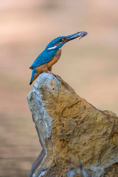 Common Kingfisher Sitting Stone Captured Fish Beak Biosphere Reserve Swabian — Fotografie, imagine de stoc