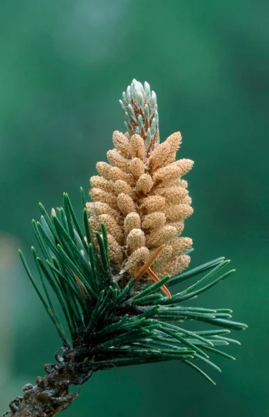 Swiss Mountain Pine Pinus Mugo — Stockfoto