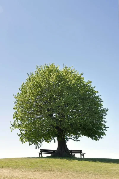 Banklı Linde Tek Başına Bir Ağaç Bir Tepe Rendsburg Eckernfotte — Stok fotoğraf