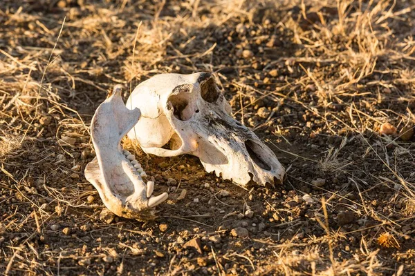Animal skull, skeleton on the ground, Mashatu Game Reserve, Tuli Block, Botswana, Africa