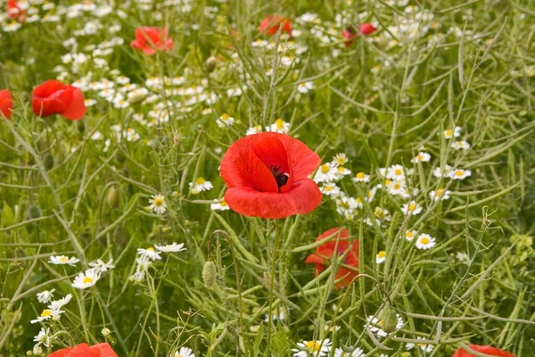 Papaveri Camomilla Nel Campo Dello Stupro — Foto Stock