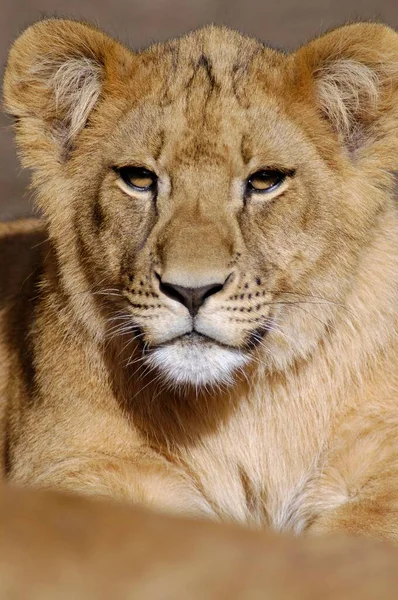 Young African Lion Panthera Leo — Fotografia de Stock