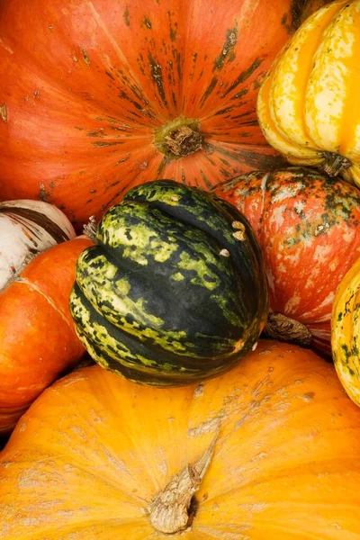 Different Pumpkins Decoration Cooking — Stockfoto