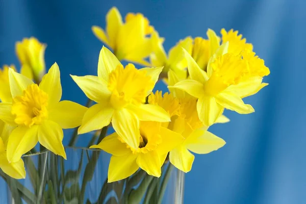 Daffodils Narcissus Close View — Φωτογραφία Αρχείου