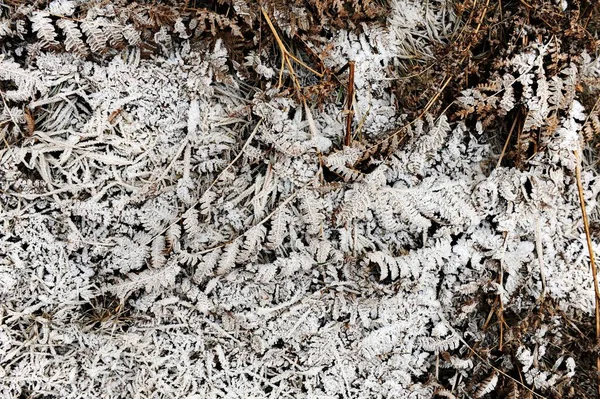 Лесной Пол Опавшими Листьями Папоротниками Покрытыми Инеем Морозом — стоковое фото