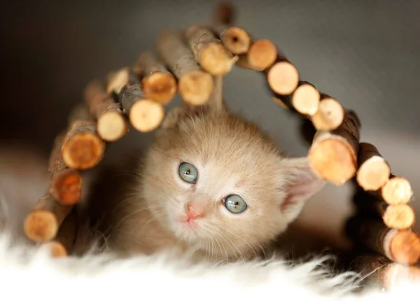 Kitten Weeks Playing — Zdjęcie stockowe