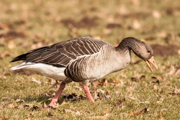 Greylag Goose Standing Field Kassel Hesse Germany Europe — Stock Photo, Image