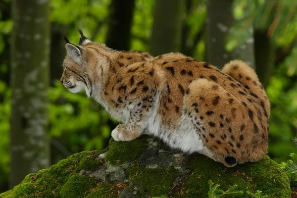 Eurasien Lynx Lynx Lynx — Stockfoto