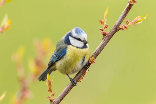 Blue Tit Cyanistes Caeruleus Syn Parus Caeruleus Fuldabrck Hesse Germany — 图库照片