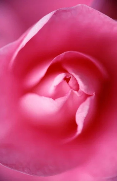 Rose Blossom Pink Close — Stockfoto