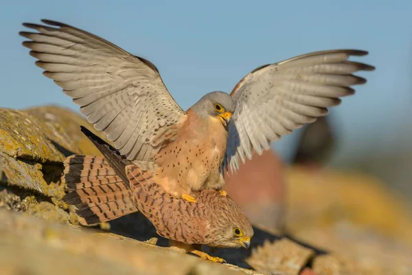 Lesser Kestrels Falco Naumanni Breeding Pair Mating Roof Extremadura Spain — Stockfoto