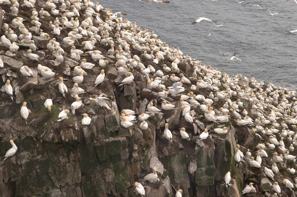 Bird Rocks Cape Marys Ecological Seabird Reserve Avalon Peninsula — Stock Photo, Image