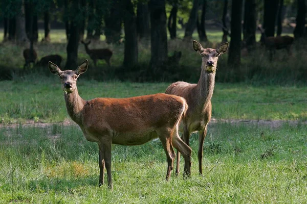 Red Deer Cervus Elaphus Female — Photo