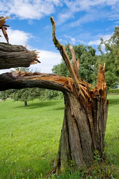 Stormbeschadigde Pruimenboom Prunus Domestica Sense District Kanton Fribourg Zwitserland Europa — Stockfoto