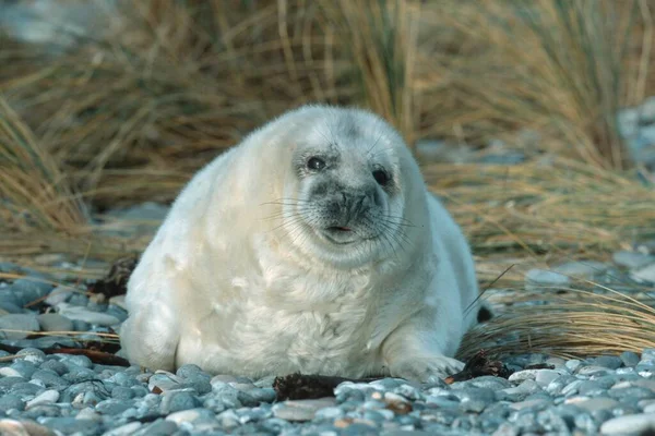 Gri Fok Halichoerus Grypus Yavrusu Heligoland Holstein Almanya Avrupa — Stok fotoğraf