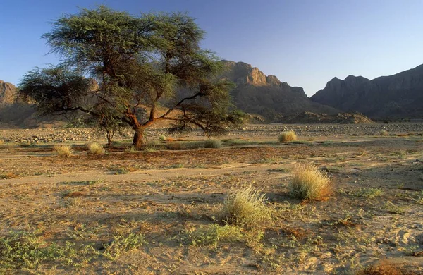Acacia Trees Dry Valley Jebel Uweinat Jabal Awaynat Libya Africa — Stockfoto