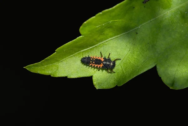 Larva of a ladybird, ladybug, lady beetle, coccinellid (Coccinellidae)