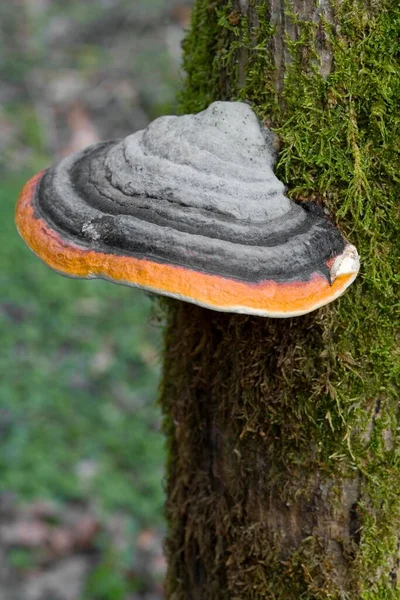 Red Banded Polypore Mushroom Fomitopsis Pinicola Tree Fungus Fomitopsis — Stockfoto