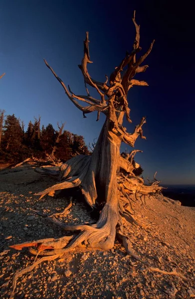 Dead Bristlecone Pine Powell Point Aquarius Plateau Utah Usa North — Stockfoto