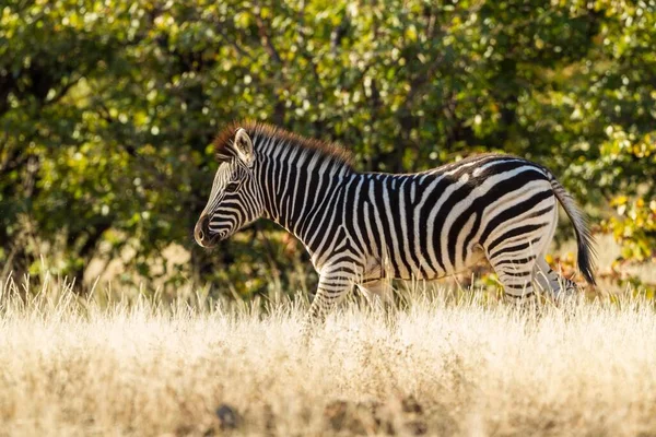 Równiny Zebra Trawie Prerii Mashatu Game Reserve Tuli Block Botswana — Zdjęcie stockowe