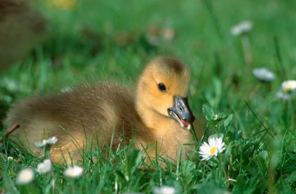 Canada Goose Gosling North Rhine Westphalia Germany Branta Canadensis — Zdjęcie stockowe