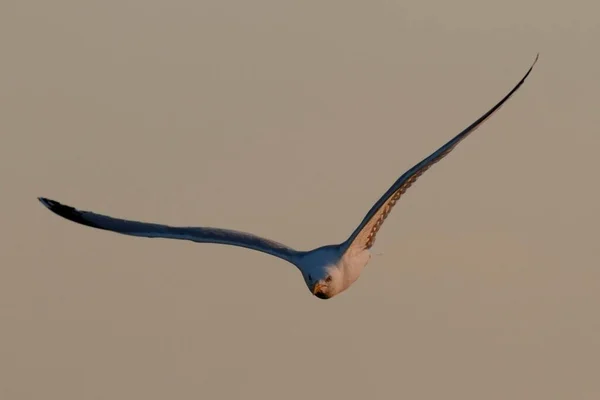 Herring Gull Larus Argentatus Flight East Frisian Islands East Frisia — Stockfoto