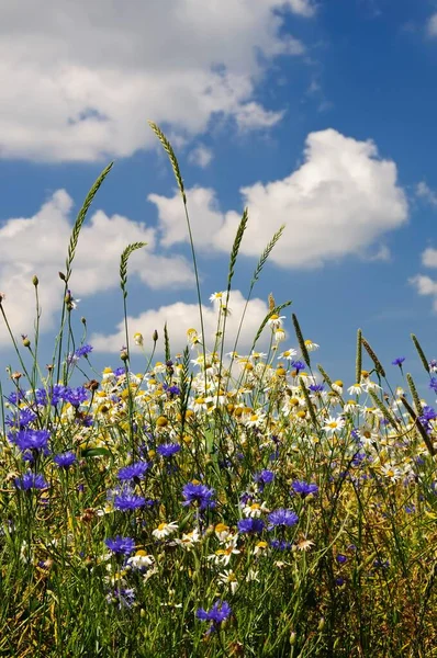 Cornflowers Centaurea Cyanus Chamomile Matricaria Chamomilla Grasses Rape Field — Stok fotoğraf